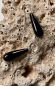 Preview: Onyx-Ohrhänger Pampeln glatt 30 x 10 mm 925 Silber